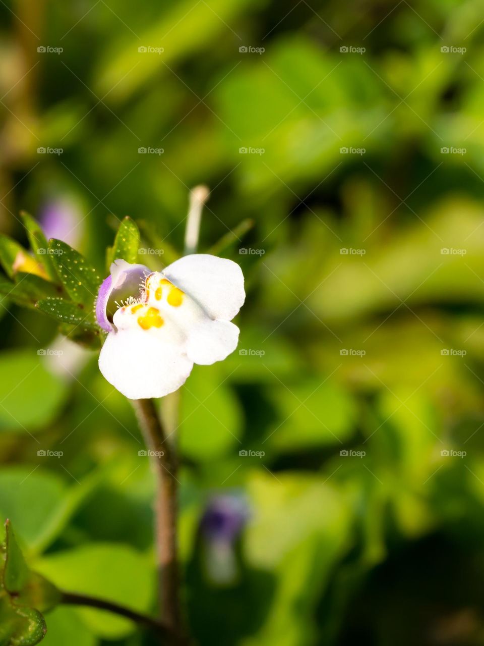 Asian mazus