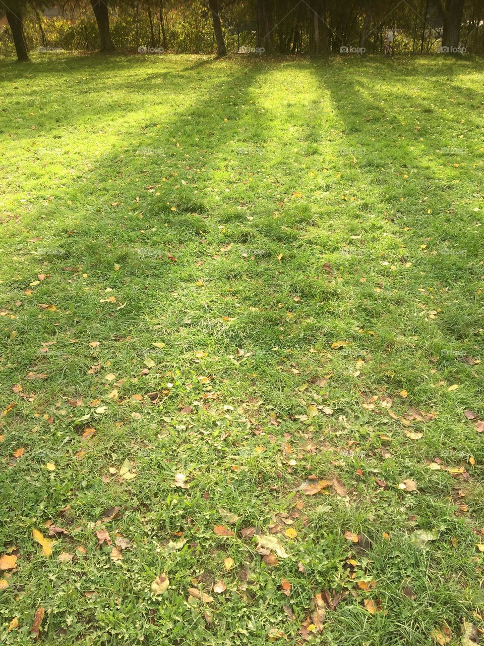 The shade of tree in the garden 