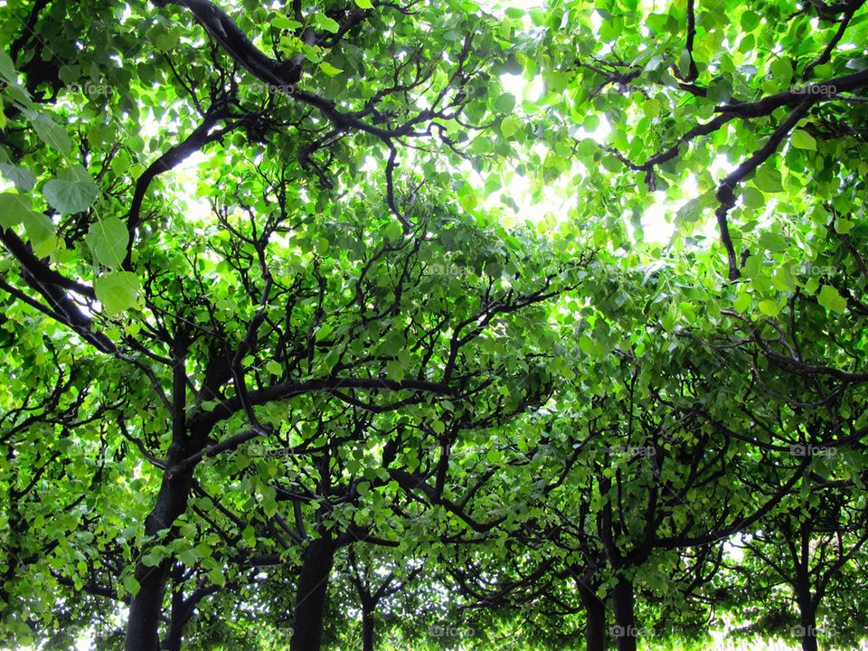 Canopy of trees
