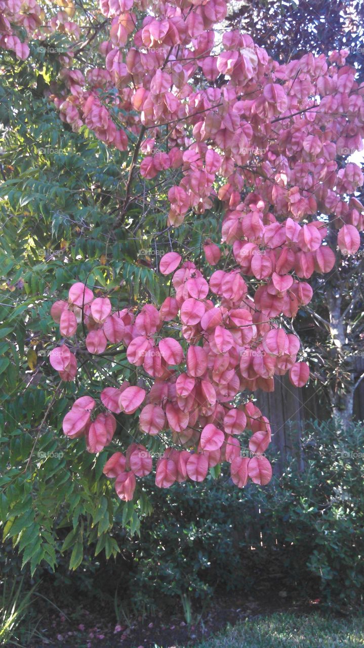 pink flower