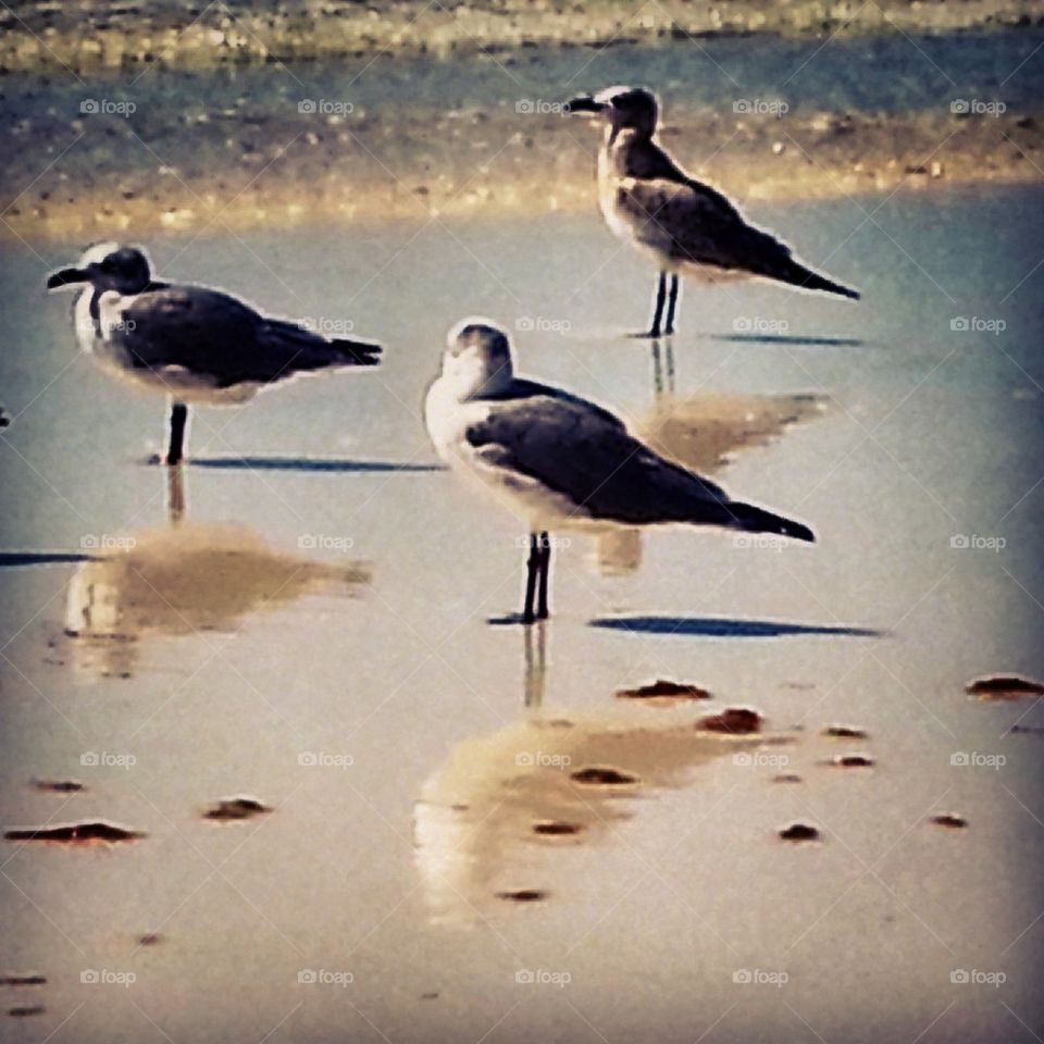 Hungry  Gulls 