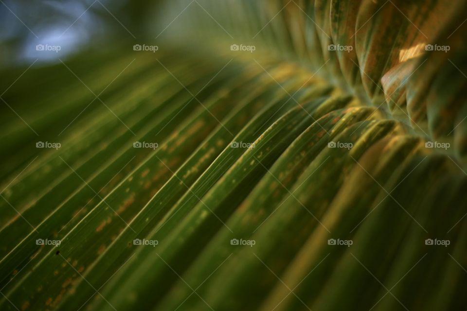 Leaf of palm 