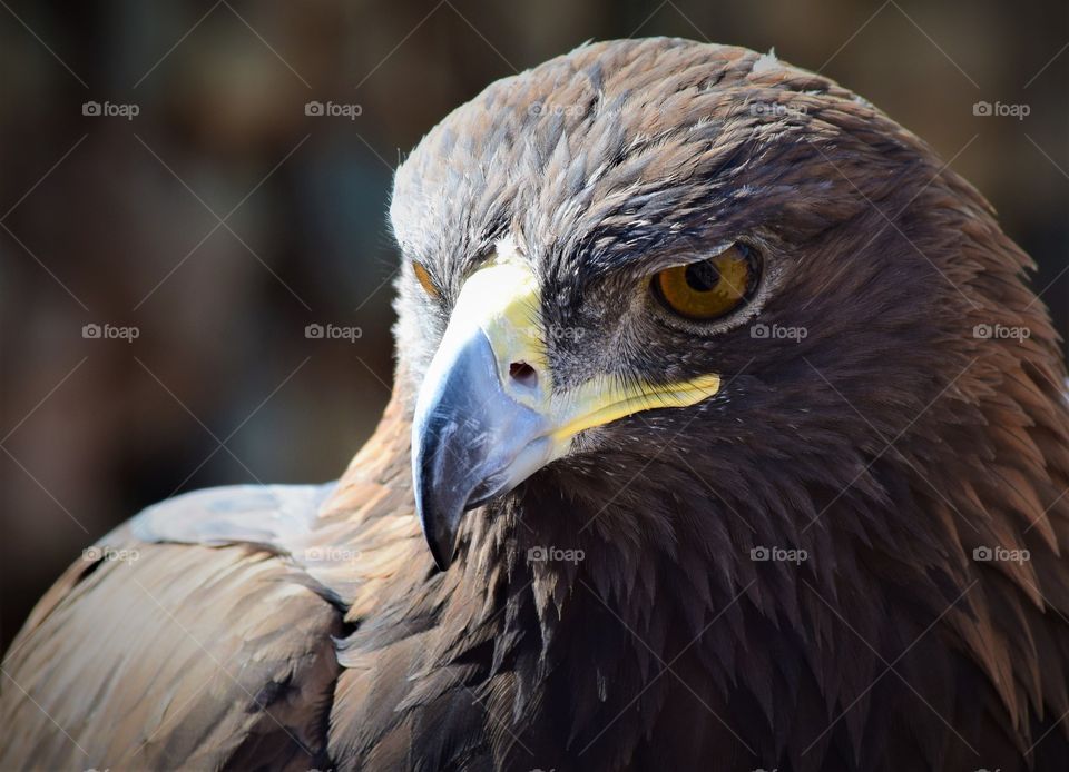 A Harris Hawk surveys the scene with a eye carefully searching for food