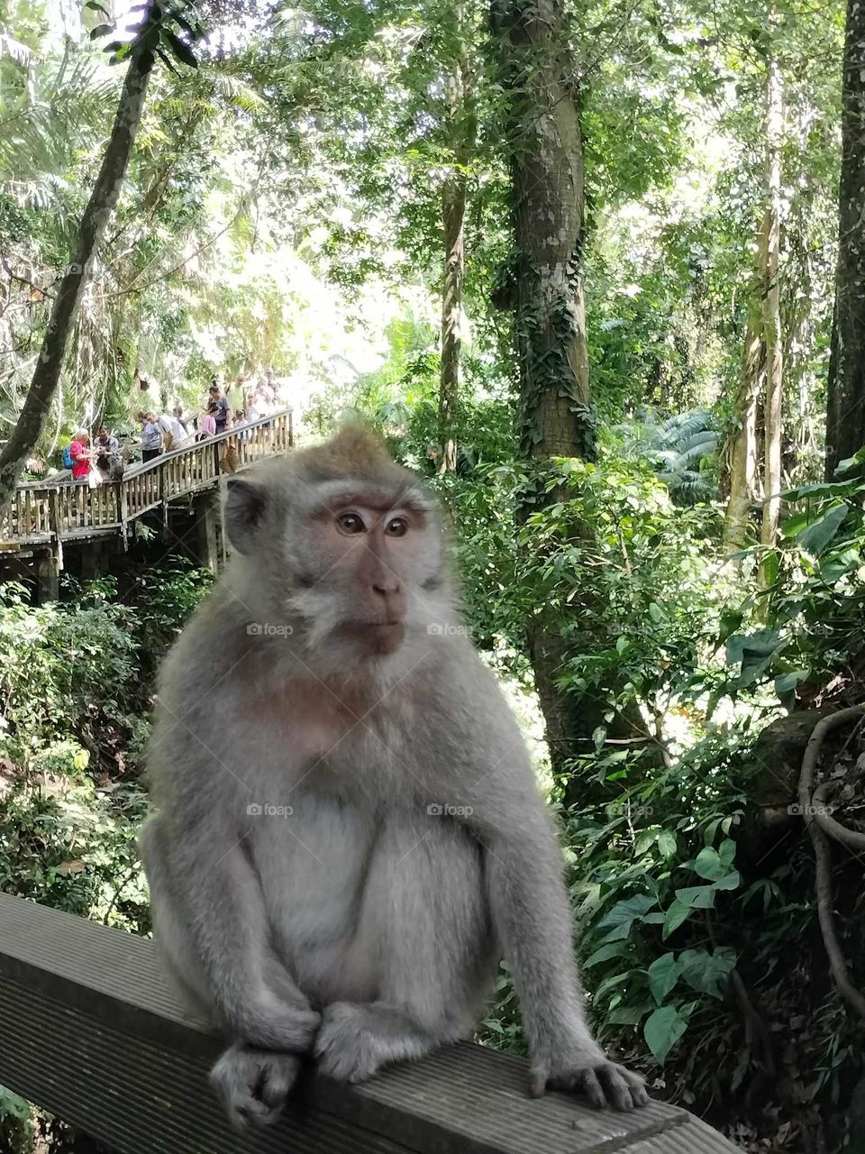 Ubud monkey