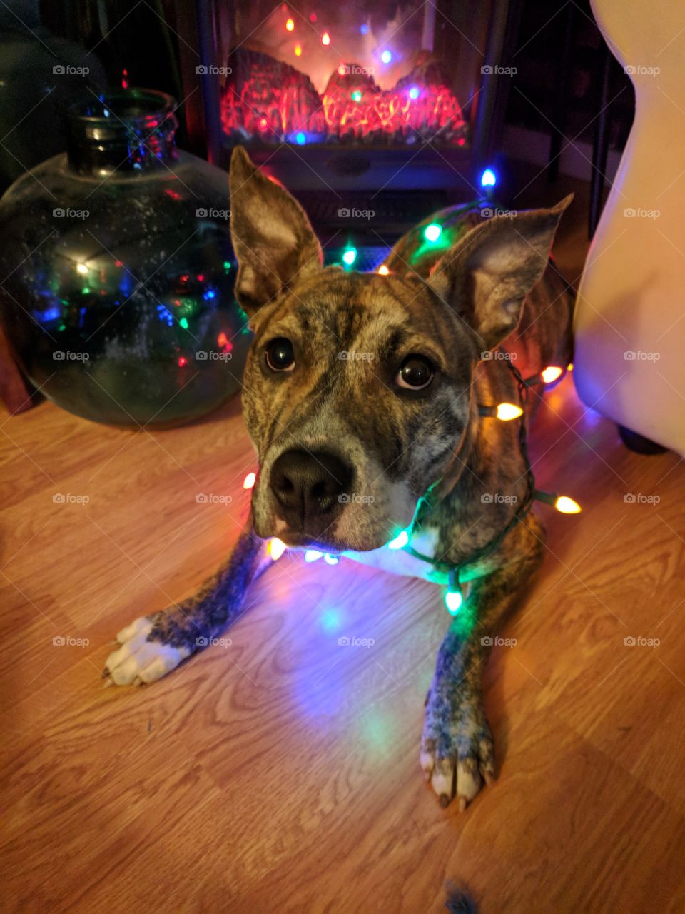 Brindle Dog With Colorful Lights