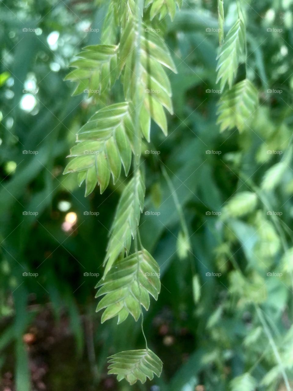 Selective focus on greenery 