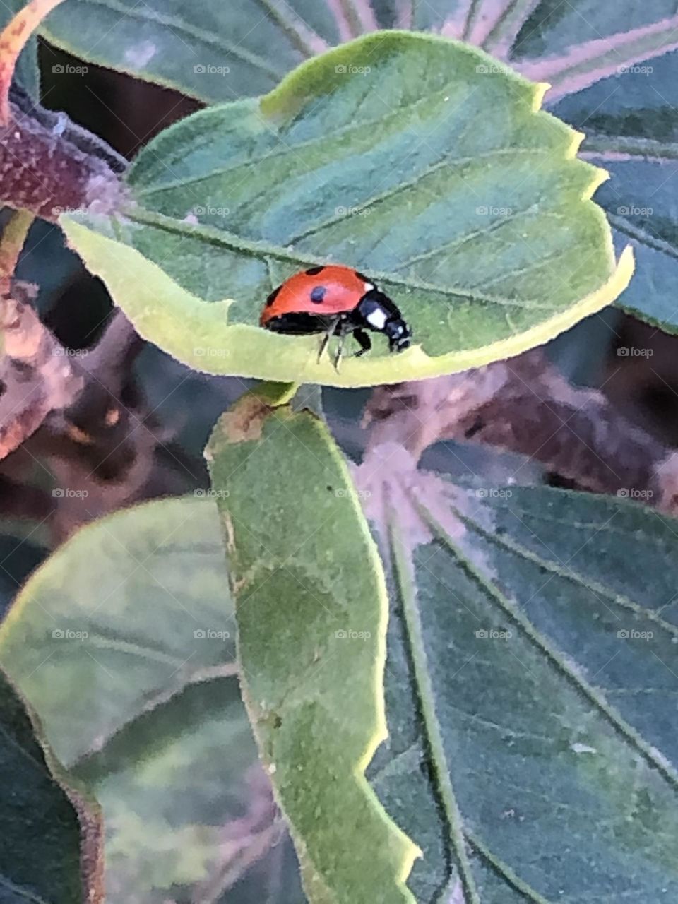 Beautiful ladybug on a green leaf of a tree.