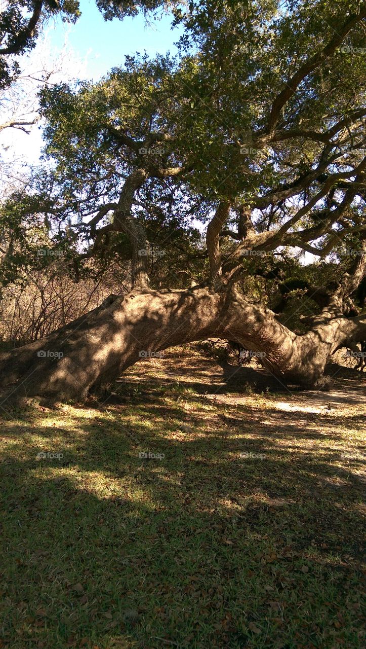 Old  Oak tree  at Park.