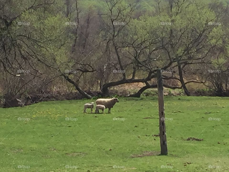 Pastoral Scene. Hopewell National Historic Site, Hopewell, PA. Early spring 