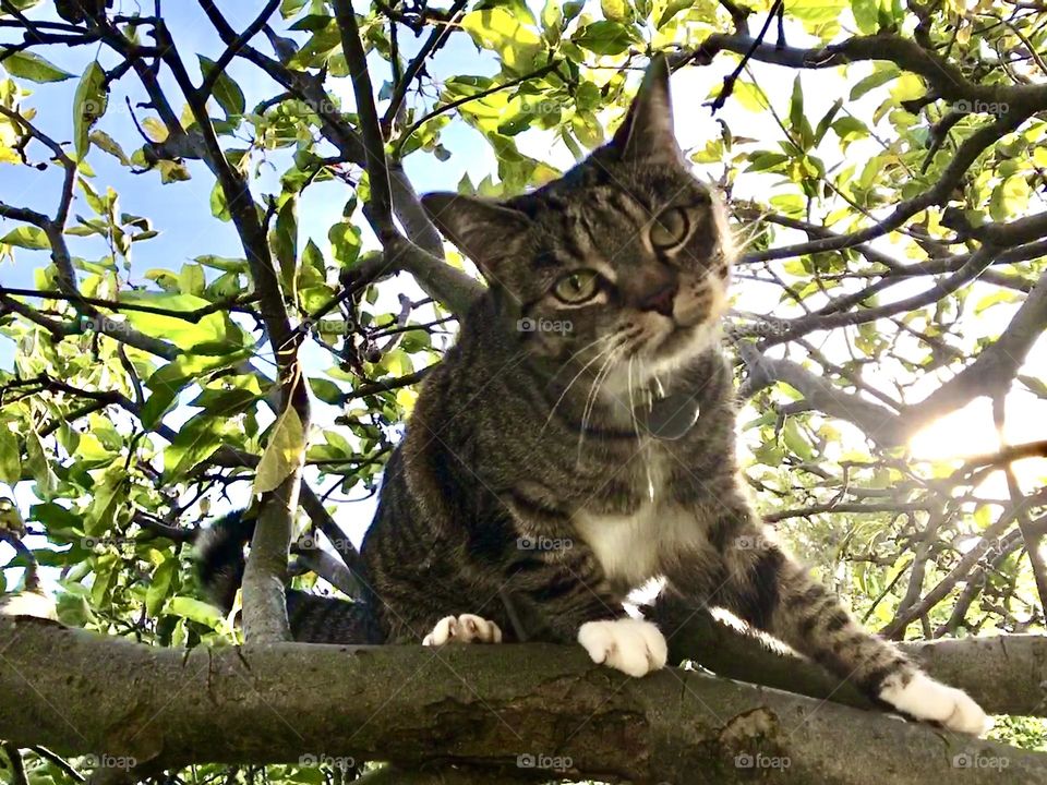 Tabby cat climbing an Apple tree