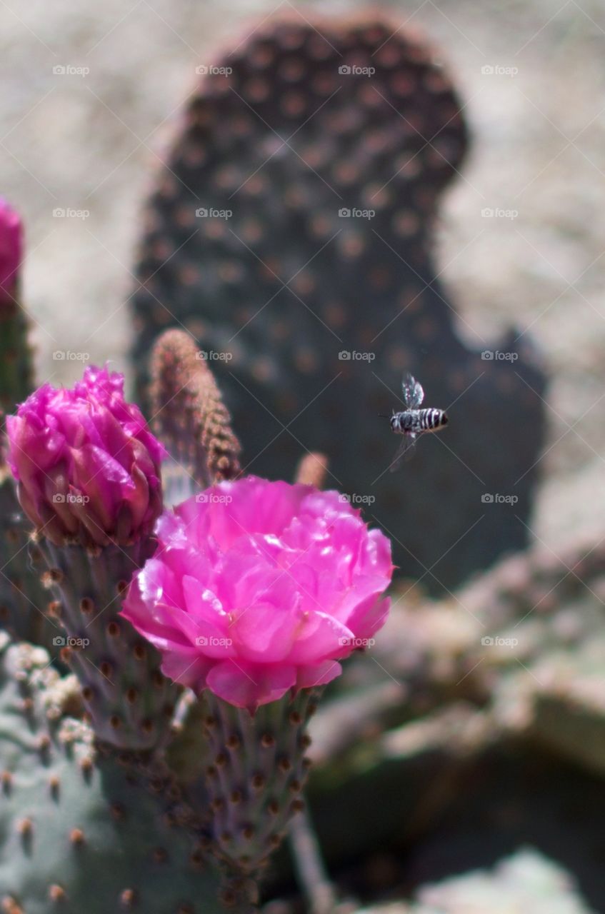 Cactus flower