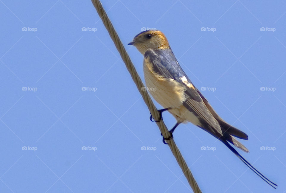 Red-rumped swallow