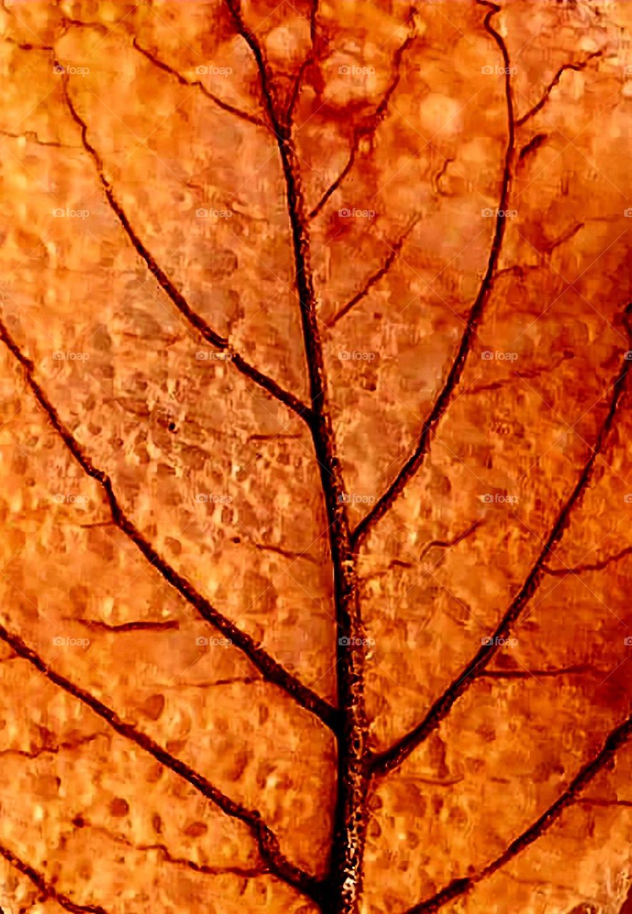 Macro of an autumn leaf revealing its textures and veins
