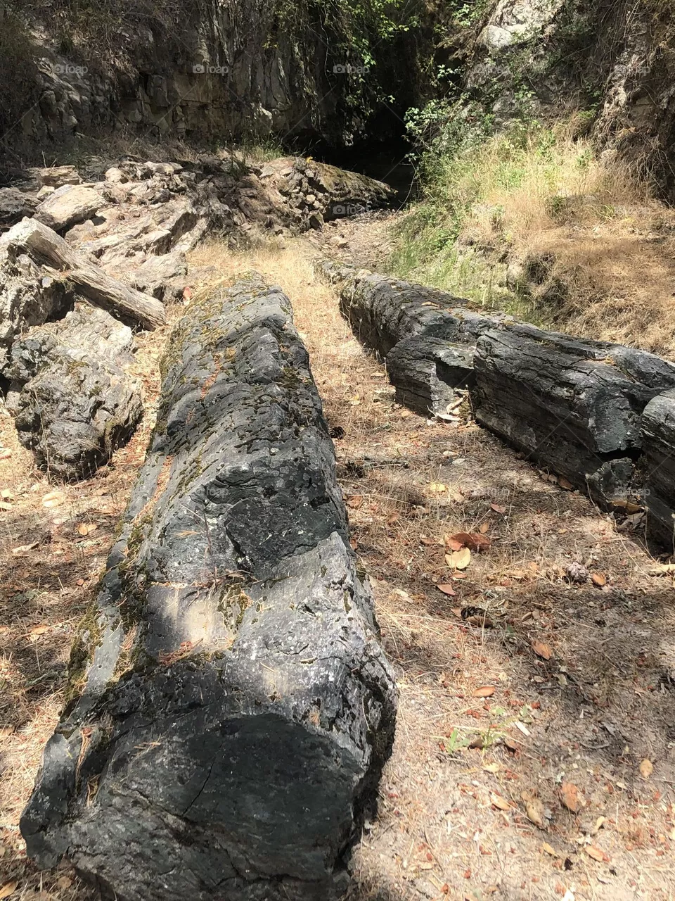 Petrified Redwood trees