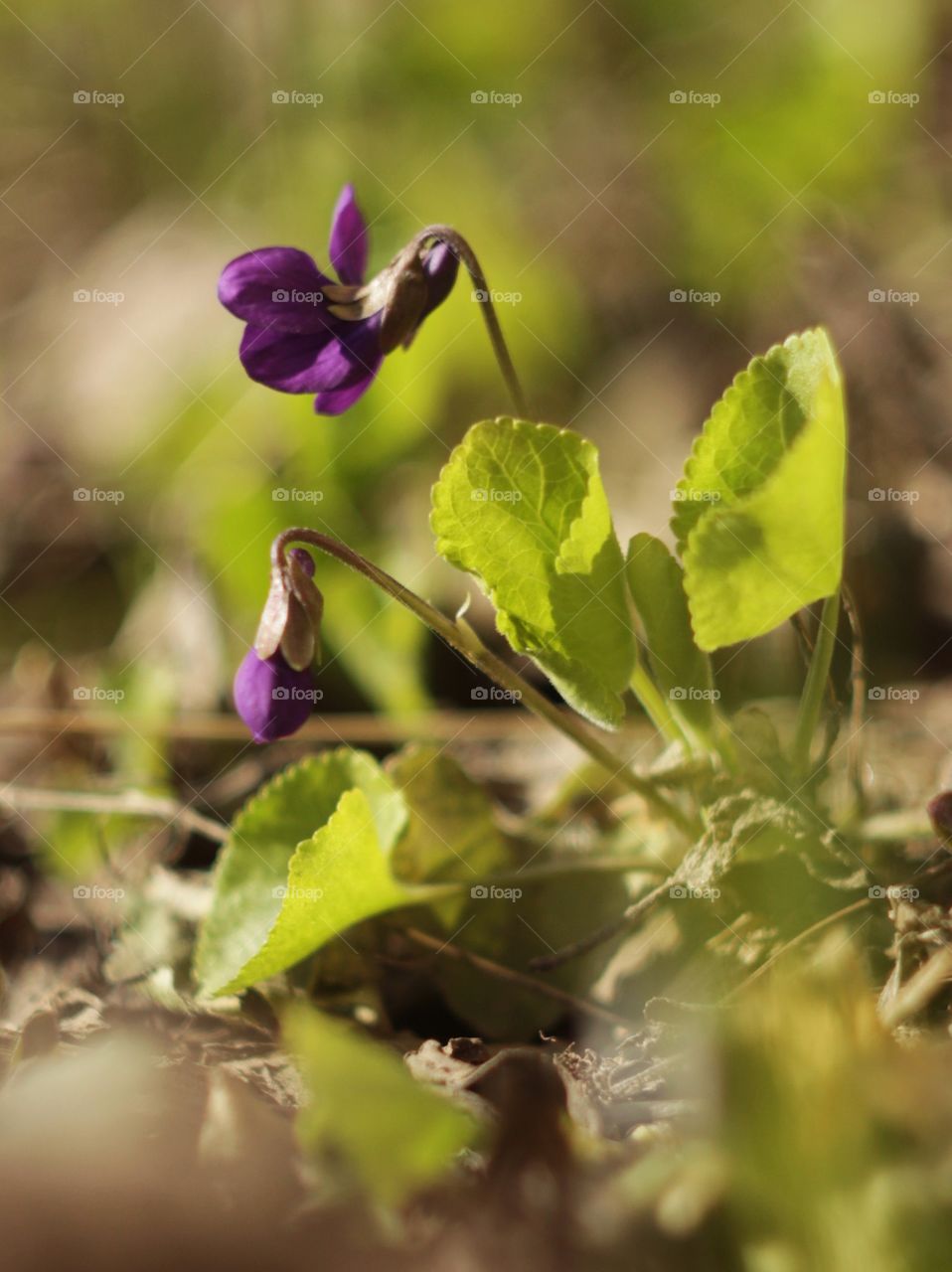 Spring flowers 