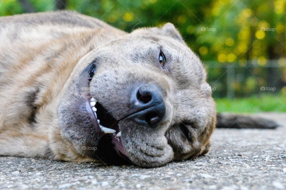 Close-up of dog lying on floor