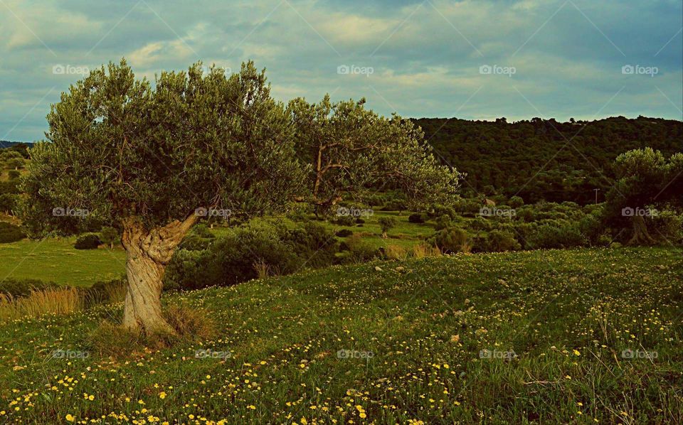 olive tree Greece photography Sun sunny spring
