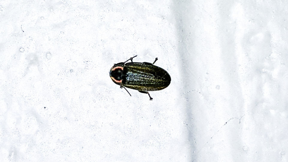 what's this beetle
