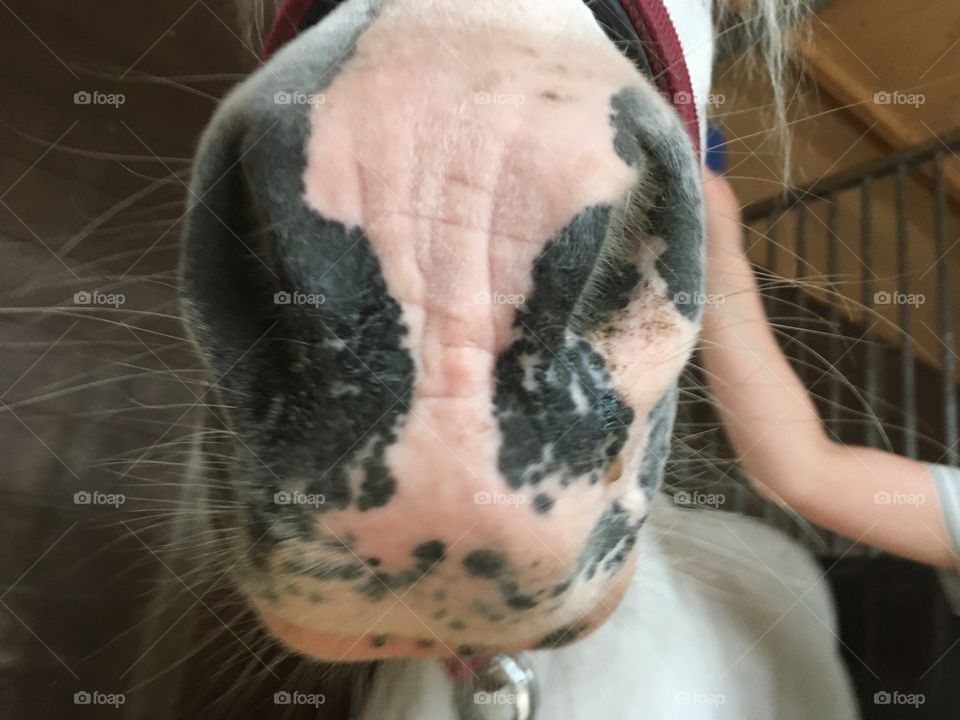 Horse nose up close