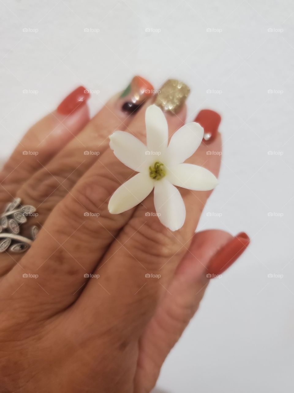 exotic miniature gardenia