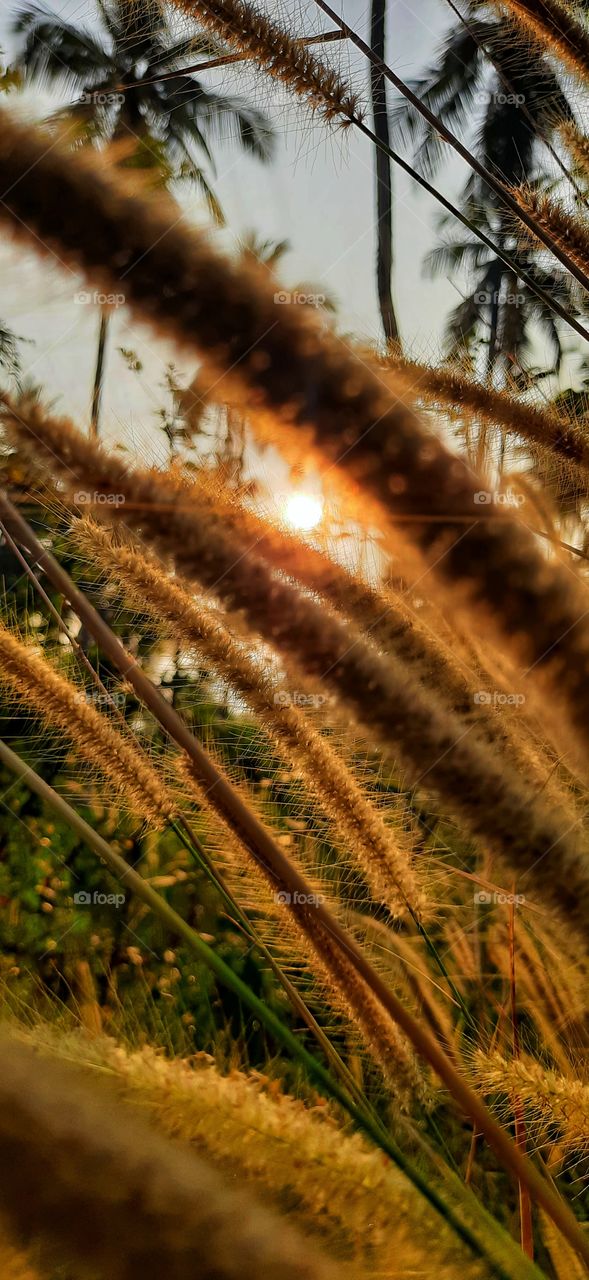 Beautiful morning sun light..