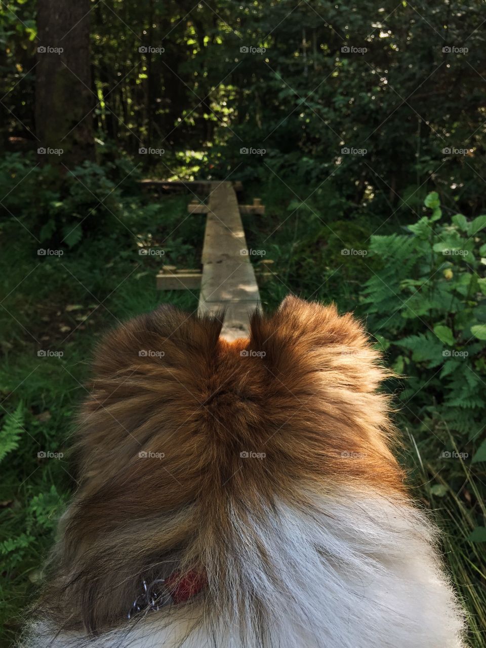 A dog's view