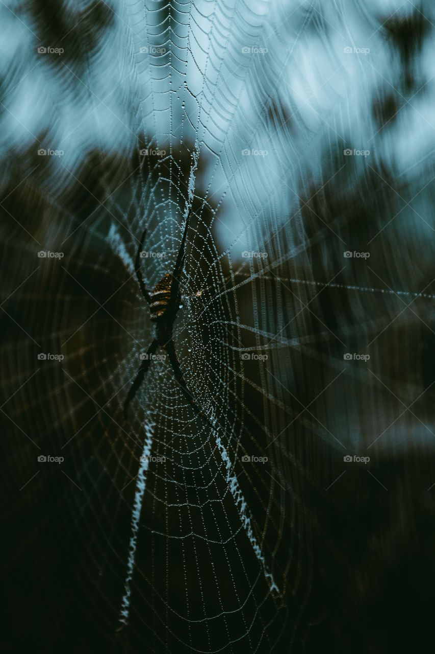 Spider web