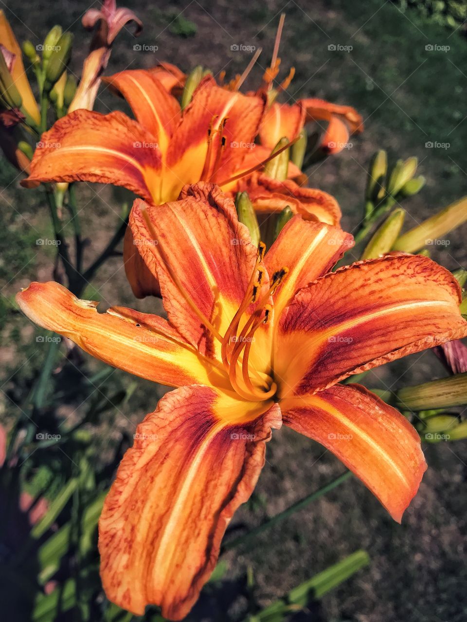 Blooming ditch lilies in my garden 