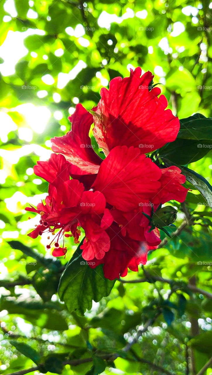Red Hibiscus in the morning 