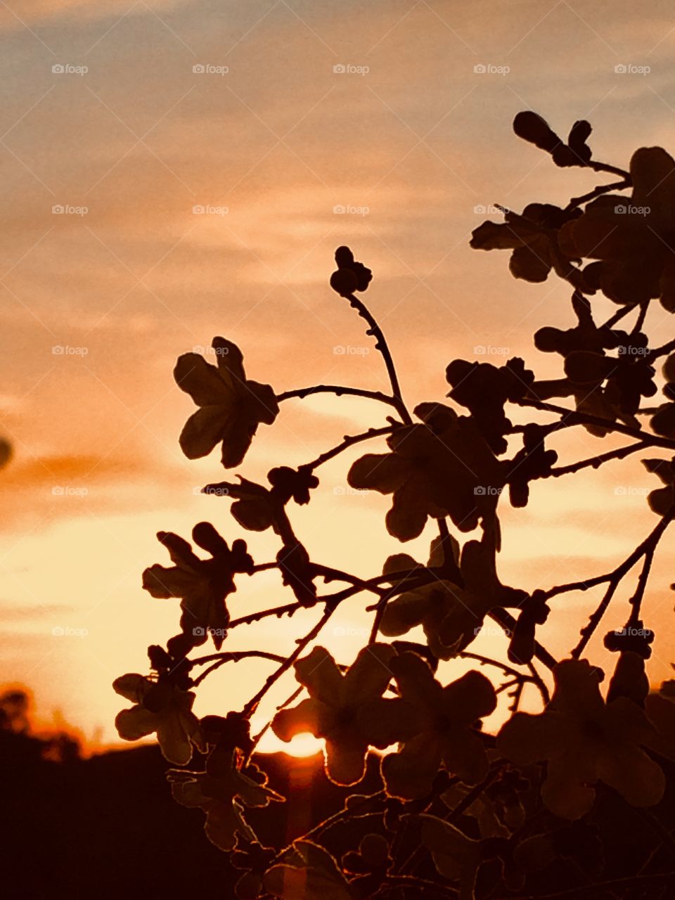  O pôr do sol nos faz refletir que vencemos mais um dia, e nessa pandemia é uma honra está com vida para apreciar essa bela natural. 