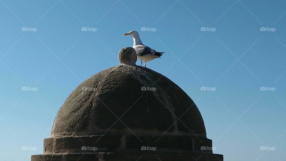 A bird on a wall.