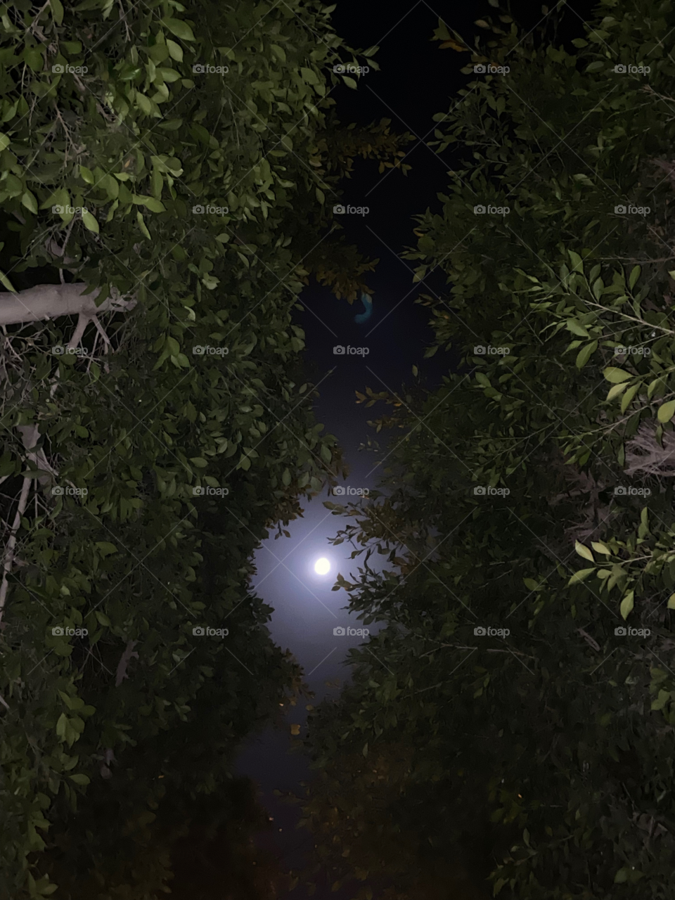 Moon between trees