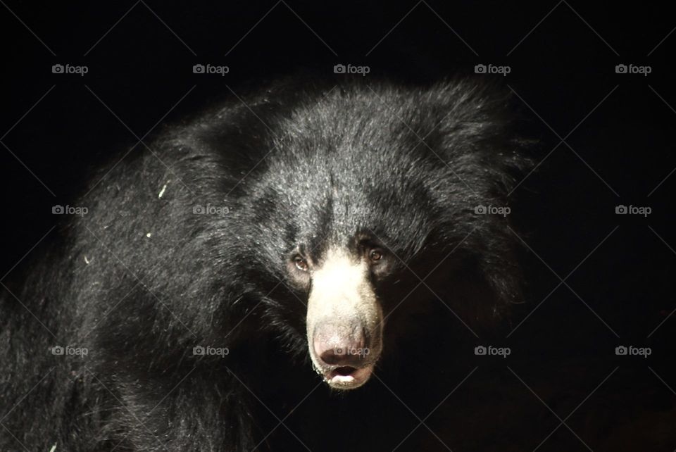 Indian Sloth Bear 