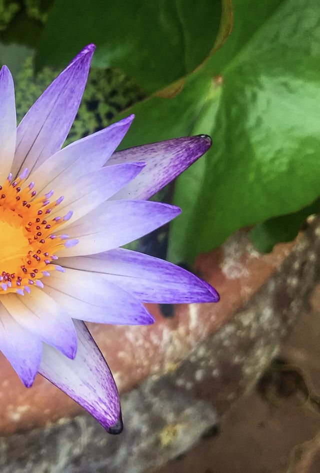 The petals and stamens , minimalist beauty of nature, beautiful flower , green leaf . 