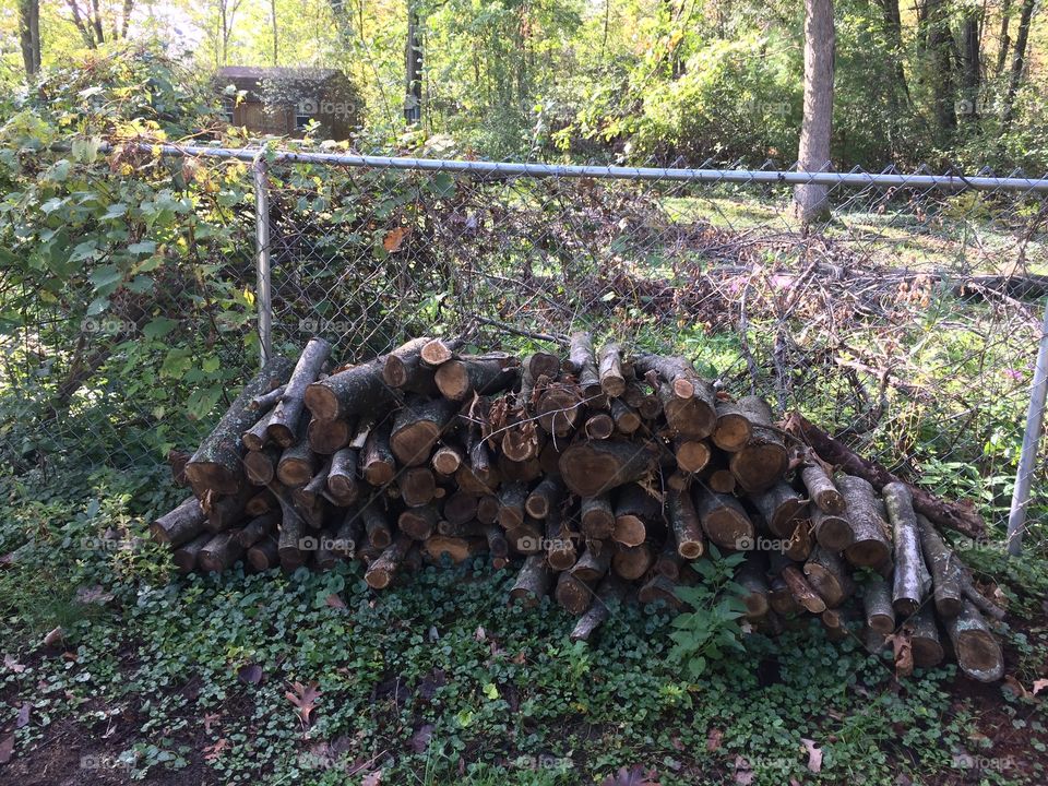 Firewood 