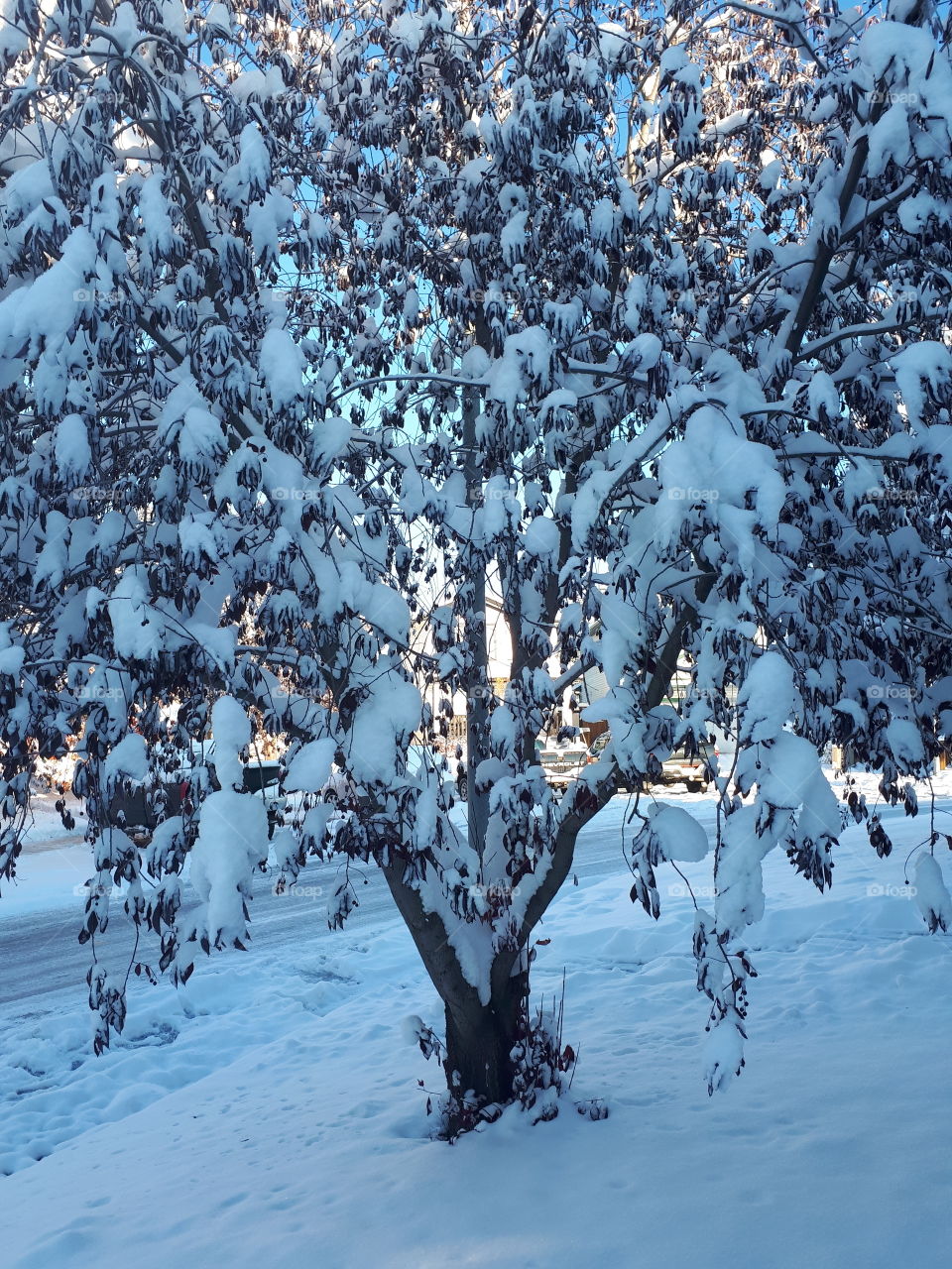 snow tree