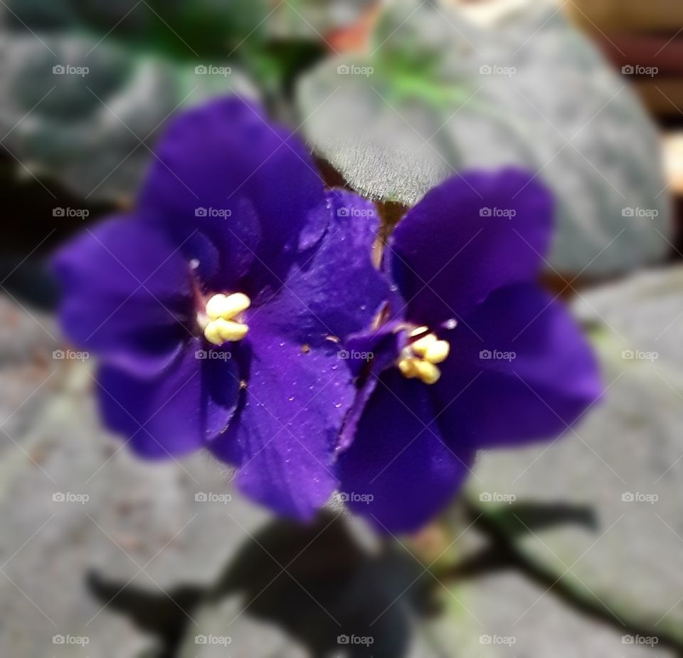 A pair of African Violets