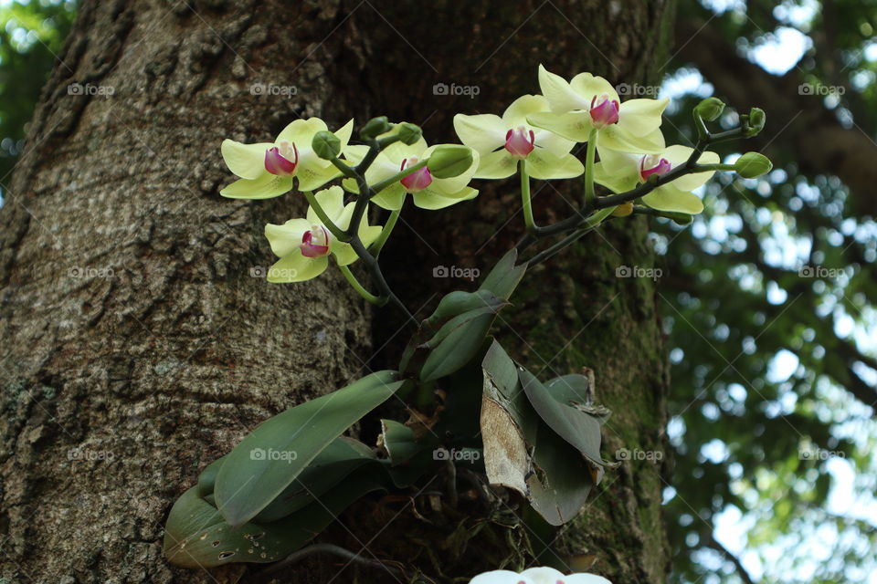 Orchids on the trees 