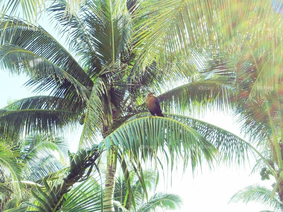 Bird in Palm tree