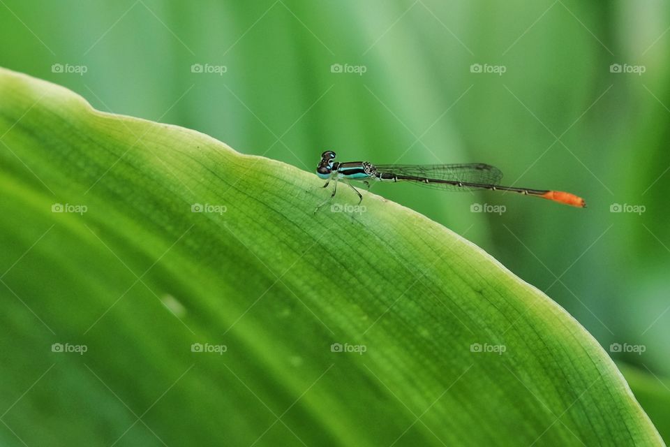 Dragonfly
