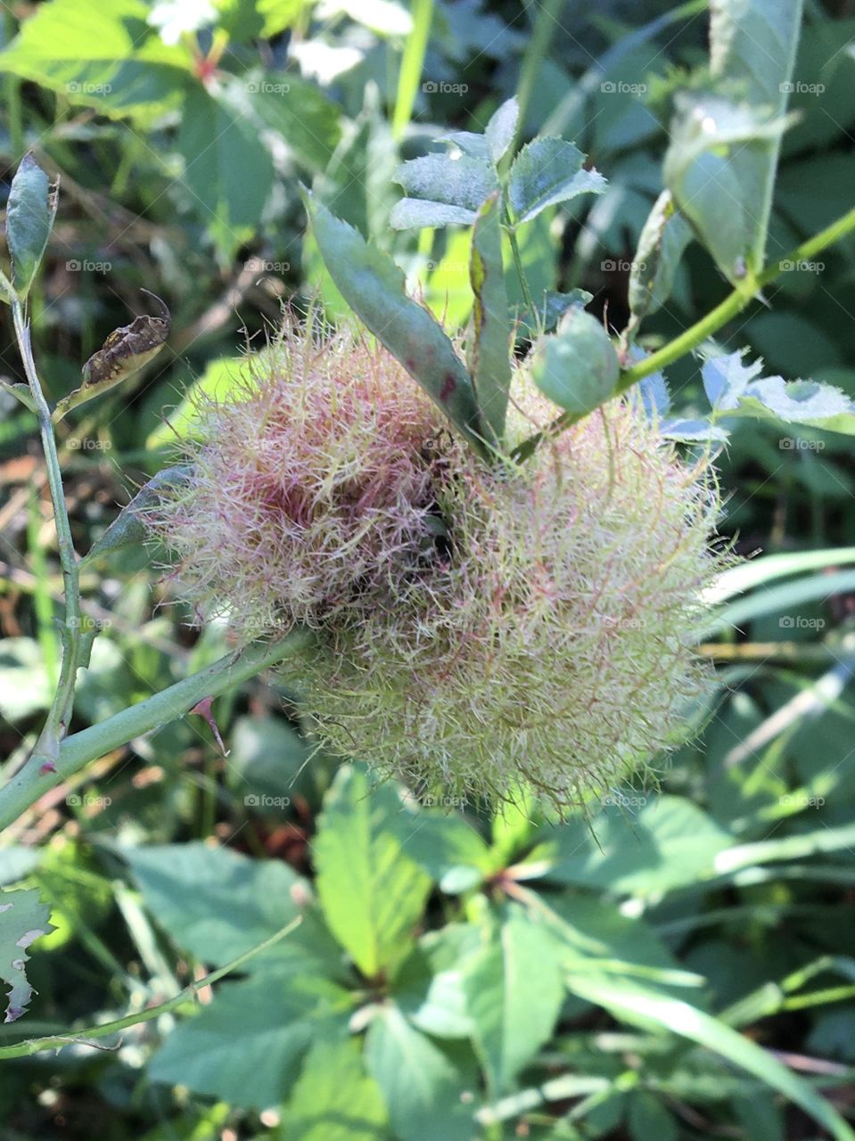 Vegetal texture on wild blackberry 
