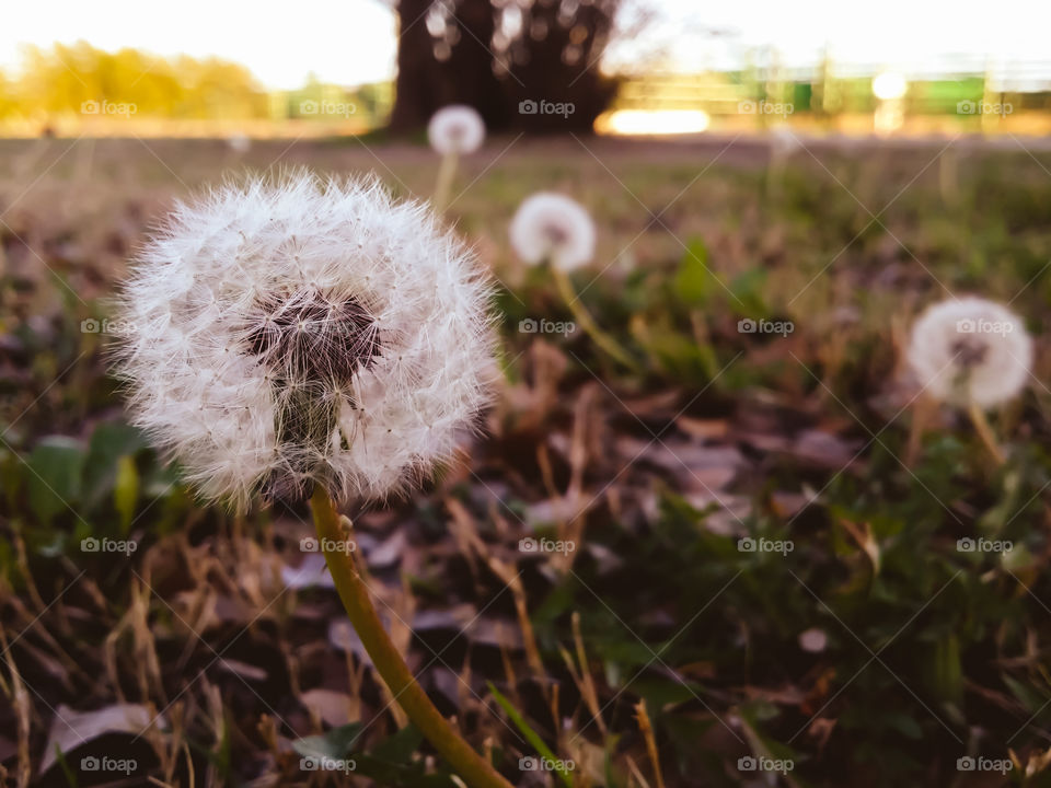 Close-up of s dandelion flower