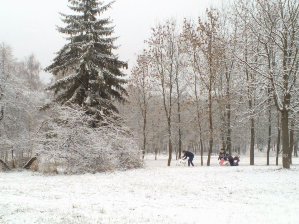 Winter, Snow, Frost, Tree, Cold