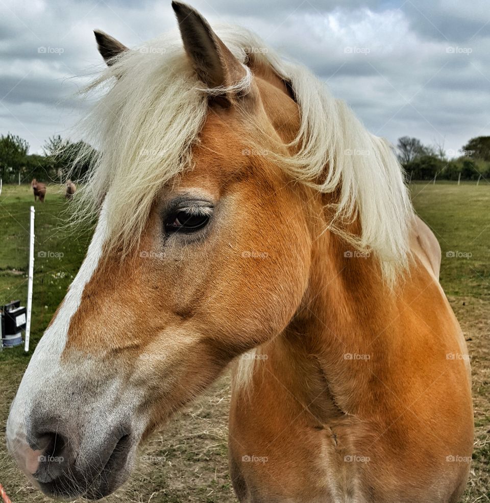 Golden Mare