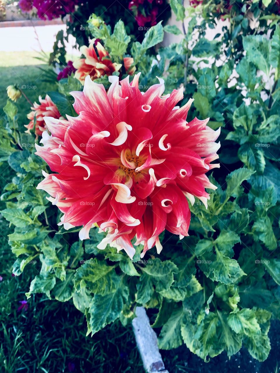 Red Laced Garden Dahlia 