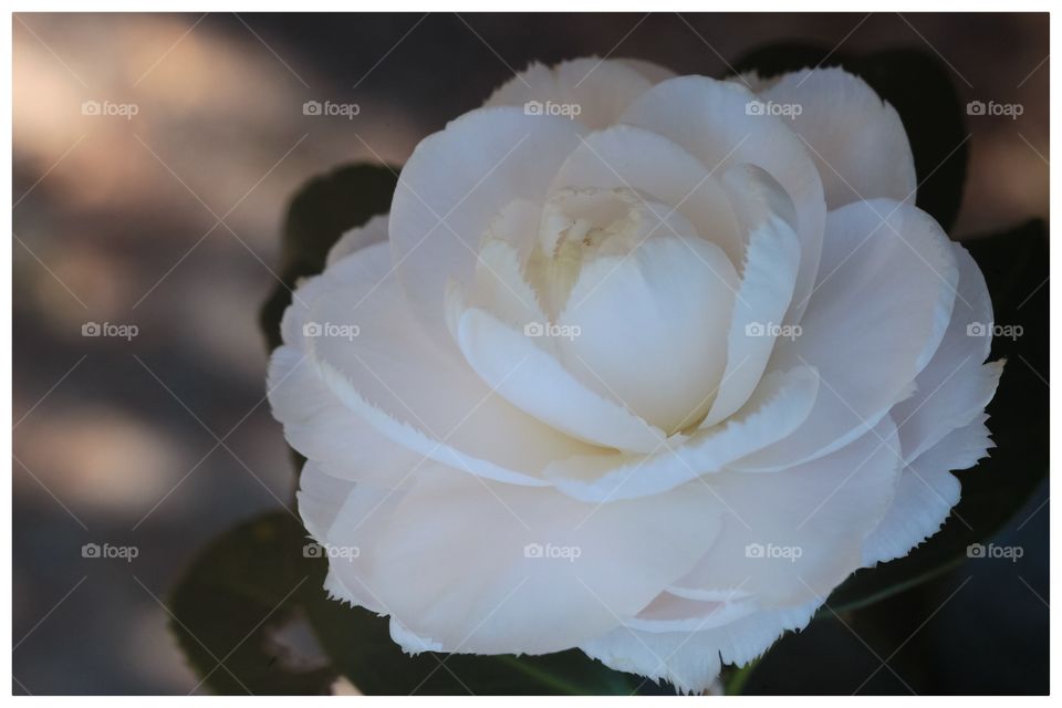 White Camellia