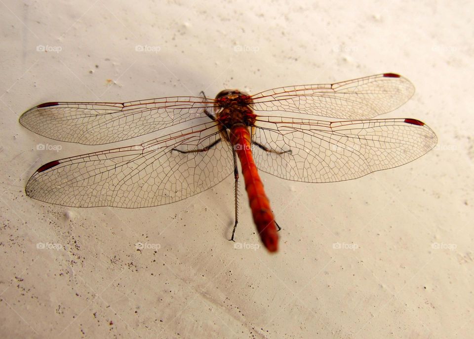 dragonfly