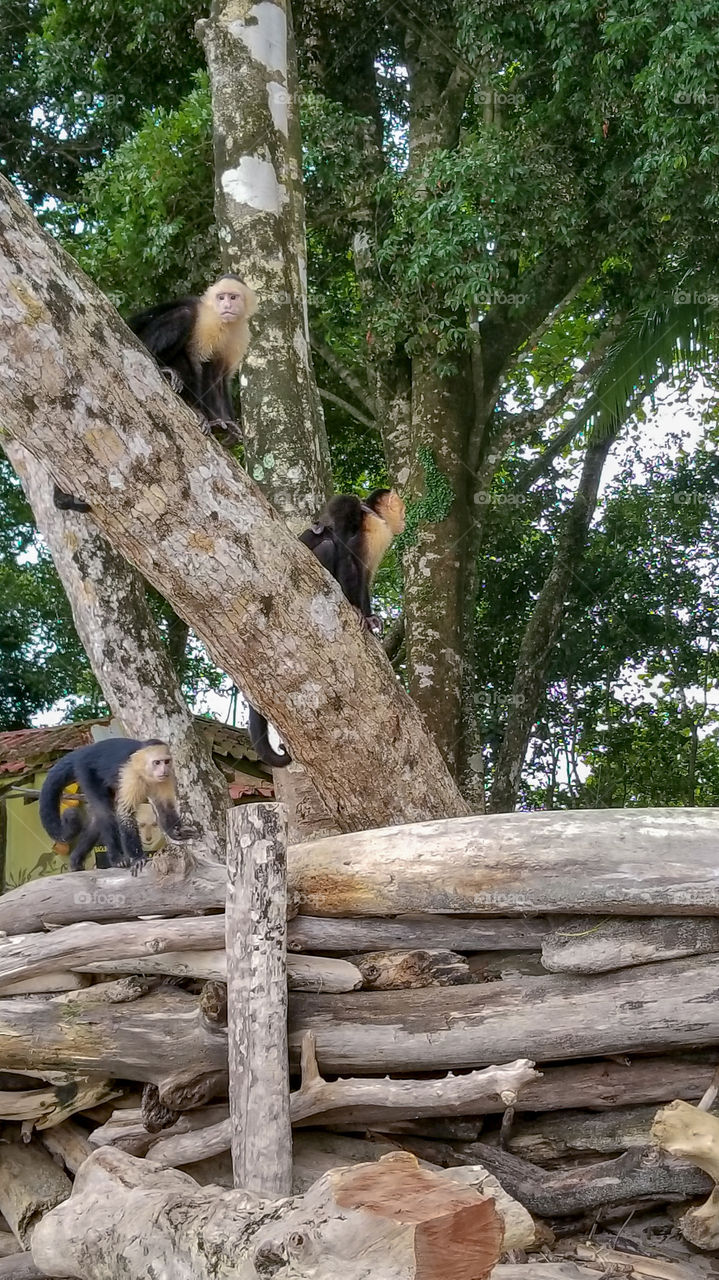 Monkeys hanging out on the trees in Costa Rica.