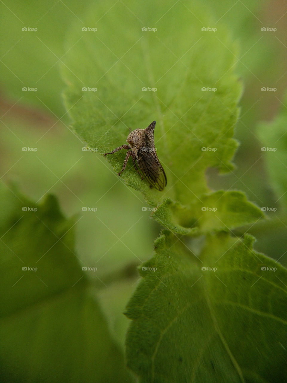 Insect on green leaf