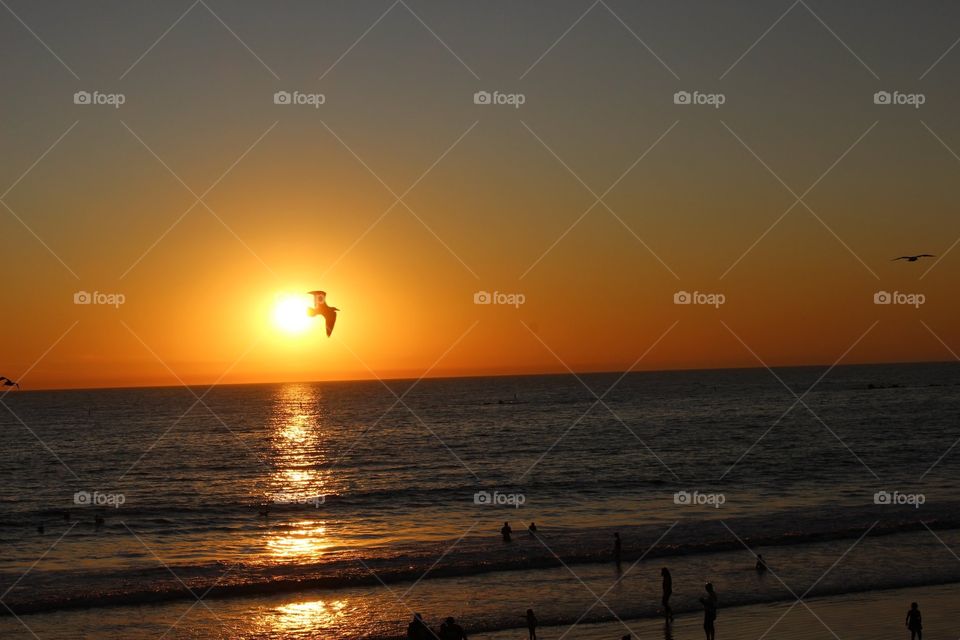 Sunset with a seagull on the horizon!